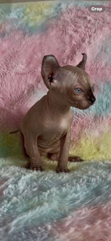 SPHYINX KITTENS for sale in Melling, Merseyside