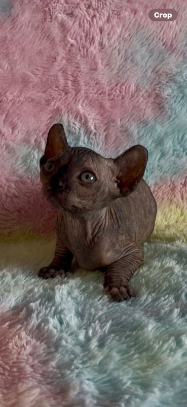 SPHYINX KITTENS for sale in Melling, Merseyside | Image 2