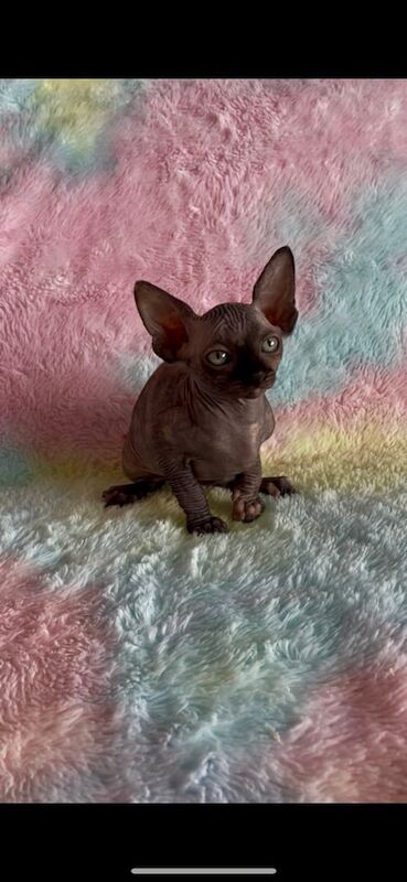 SPHYINX KITTENS for sale in Melling, Merseyside | Image 3
