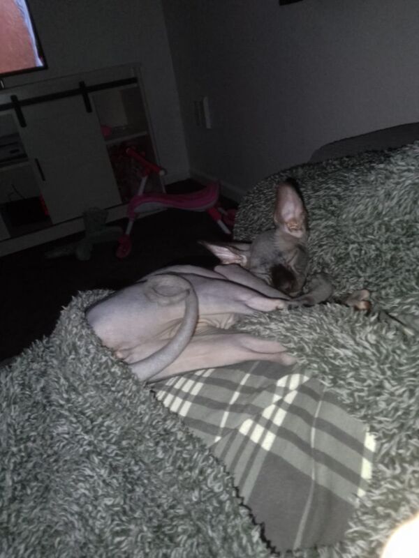 Sphynx kittens for sale in Warminster, Wiltshire – 5 months old