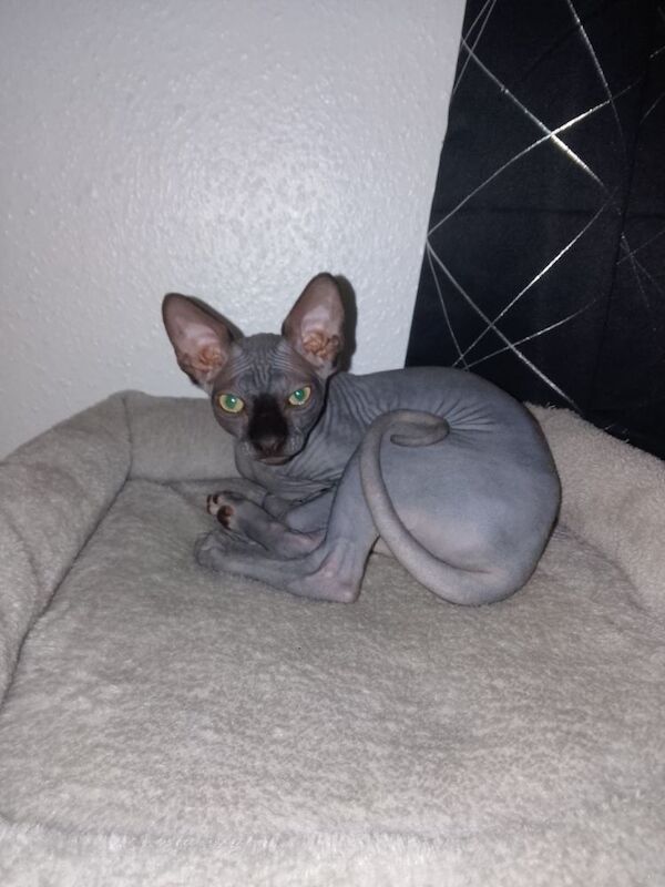 Sphynx kittens for sale in Warminster, Wiltshire – 5 months old - Image 2 of 3
