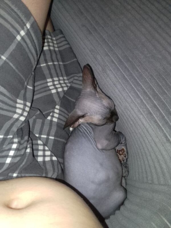Sphynx kittens for sale in Warminster, Wiltshire – 5 months old - Image 3 of 3