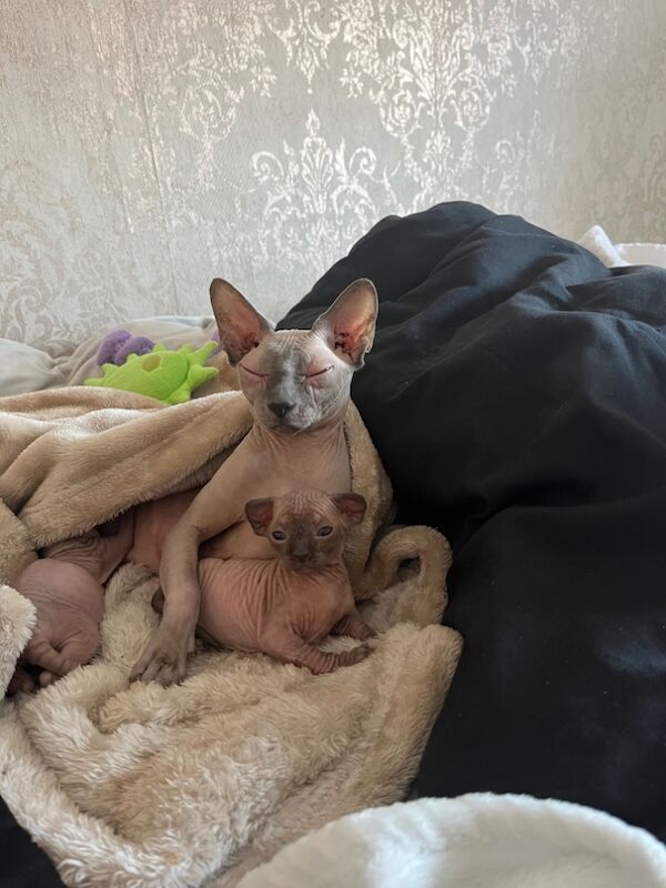 Sphynx kitten for sale in Chatham, Kent