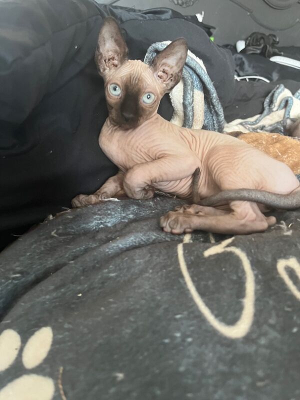 Sphynx kitten for sale in Chatham, Kent | Image 2