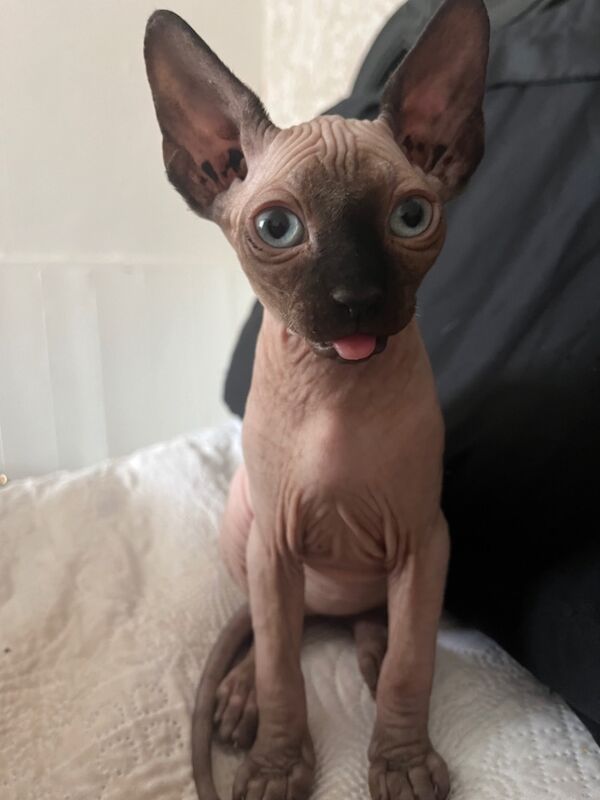 Sphynx kitten for sale in Chatham, Kent | Image 3