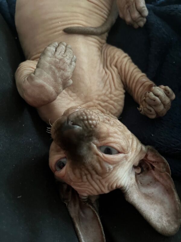 Sphynx kitten for sale in Chatham, Kent | Image 4