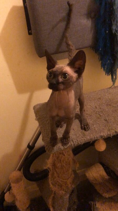 Sphynx kittens for sale in Greater London – 8 months old