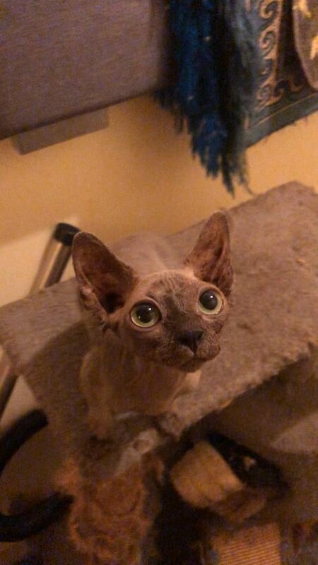 Sphynx kittens for sale in Greater London – 8 months old - Image 2 of 3