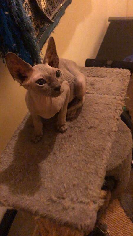 Sphynx kittens for sale in Greater London – 8 months old - Image 3 of 3