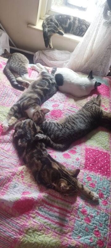 Sphynx kittens for sale in Hampton, Greater London – 6 months old