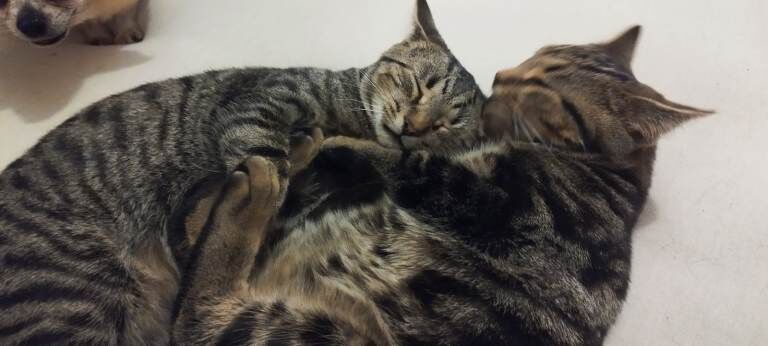 Sphynx kittens for sale in Hampton, Greater London – 6 months old - Image 2 of 4