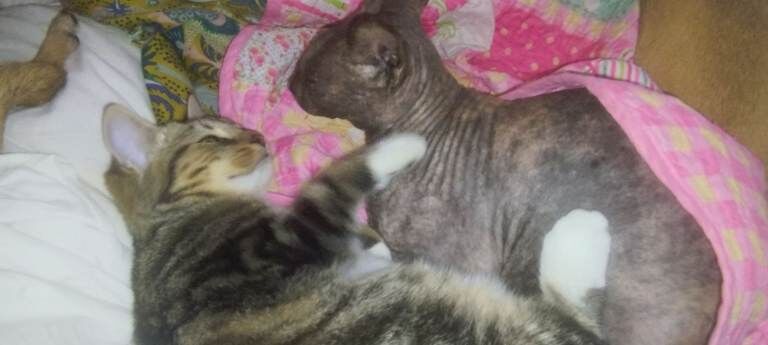 Sphynx kittens for sale in Hampton, Greater London – 6 months old - Image 3 of 4