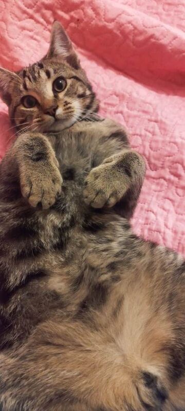 Sphynx kittens for sale in Hampton, Greater London – 6 months old - Image 4 of 4