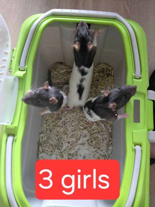 Three females two males left