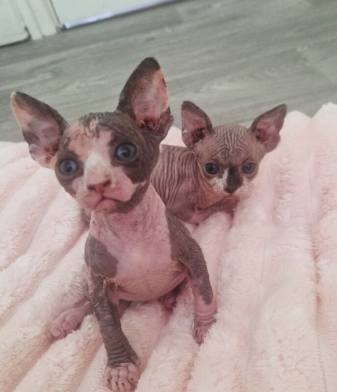 Two Beautiful Thriving Sphynx Girls