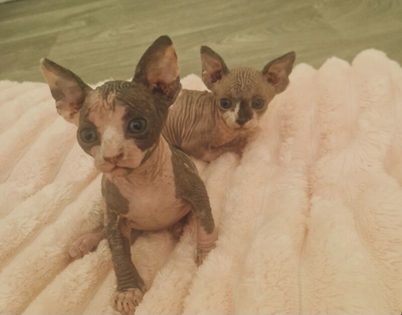 Two Beautiful Thriving Sphynx Girls - Image 5 of 6