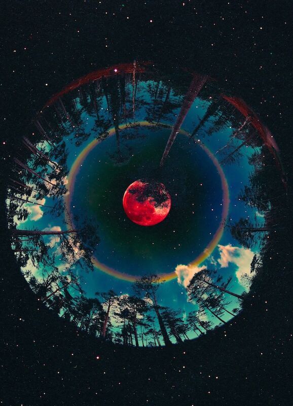 Nad - Private Seller on Sphynx Owners - Image 1