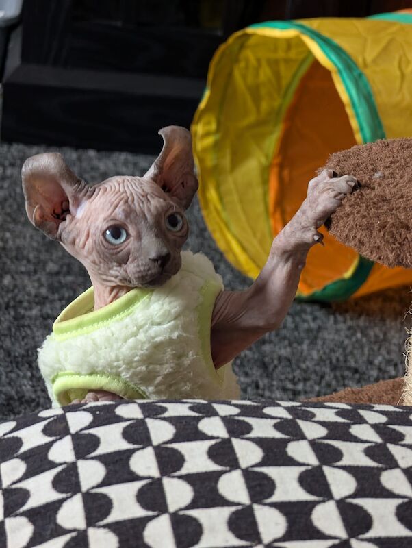 Pam GHERBI - Sphynx Breeder in Plymouth, Devon  on Sphynx Owners - Image 1