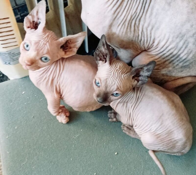 Pam GHERBI - Sphynx Breeder in Plymouth, Devon  - Image 2
