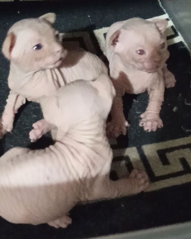 Pam GHERBI - Sphynx Breeder in Plymouth, Devon  - Image 3