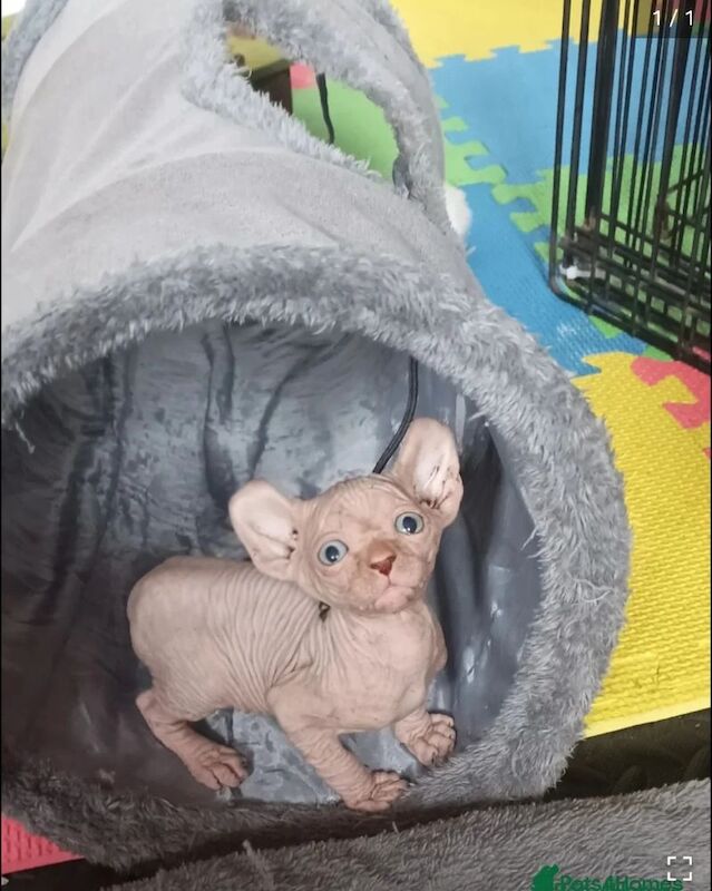 Pam GHERBI - Sphynx Breeder in Plymouth, Devon  - Image 4