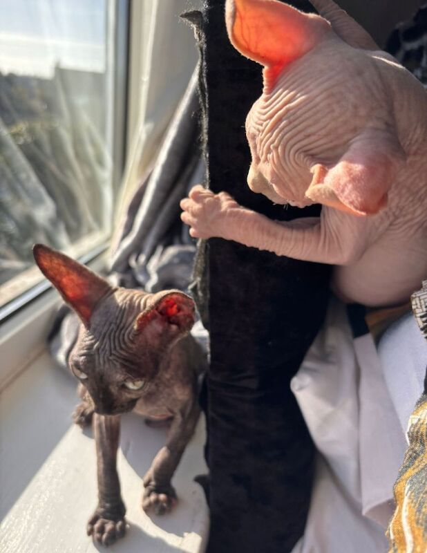Pam GHERBI - Sphynx Breeder in Plymouth, Devon  - Image 5
