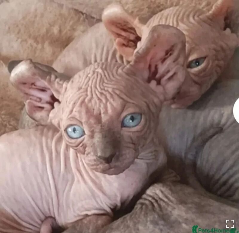 Pam GHERBI - Sphynx Breeder in Plymouth, Devon  - Image 6